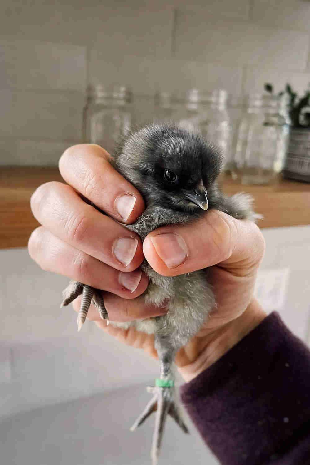 Préparation à l'abattage des poussins