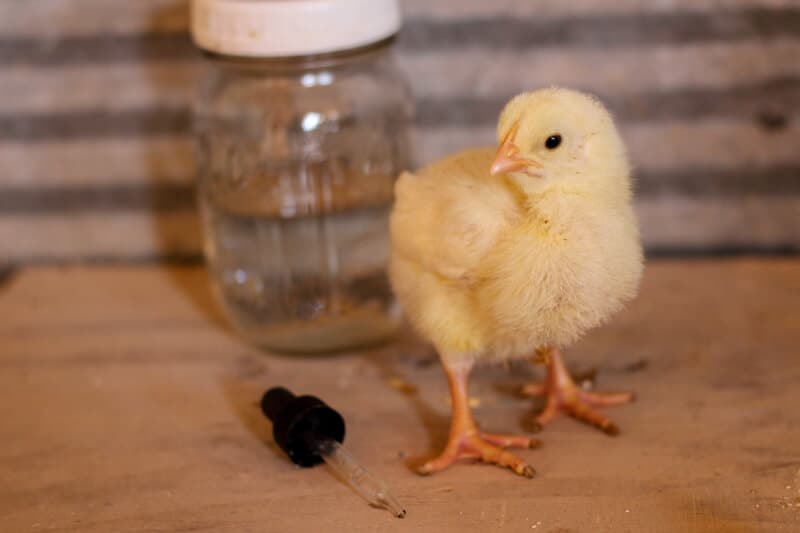 Recette maison d'électrolytes pour les poussins par Jill Winger