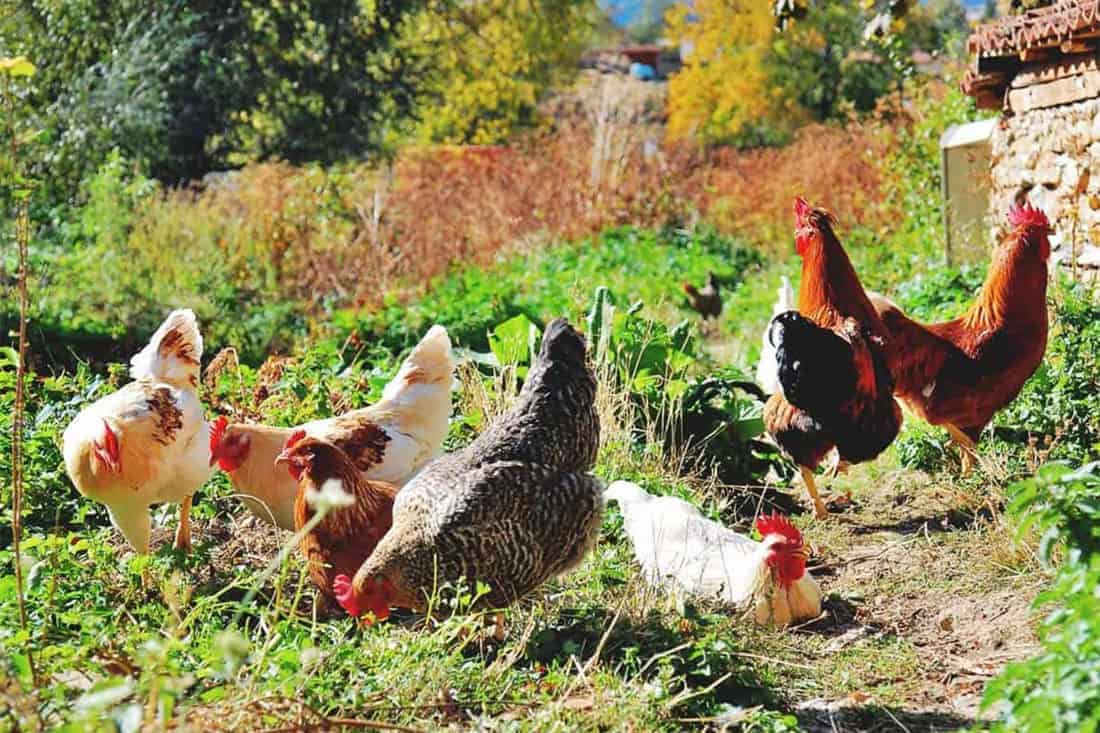 Gestion du stress thermique chez les poules en liberté