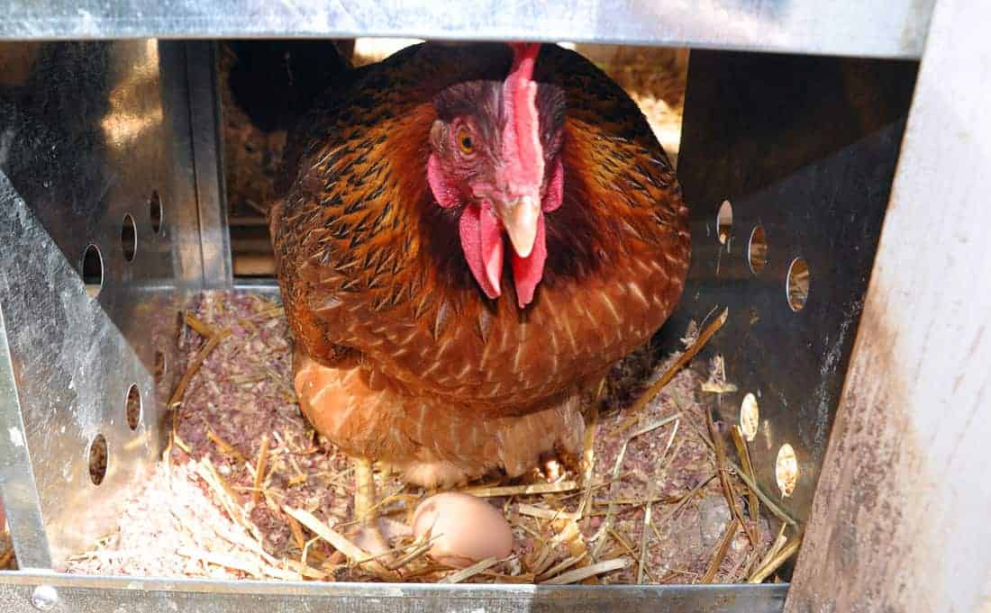 Signes physiques d'une poule pondeuse