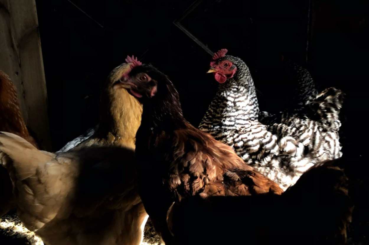 Les poules peuvent-elles voir dans le noir ?