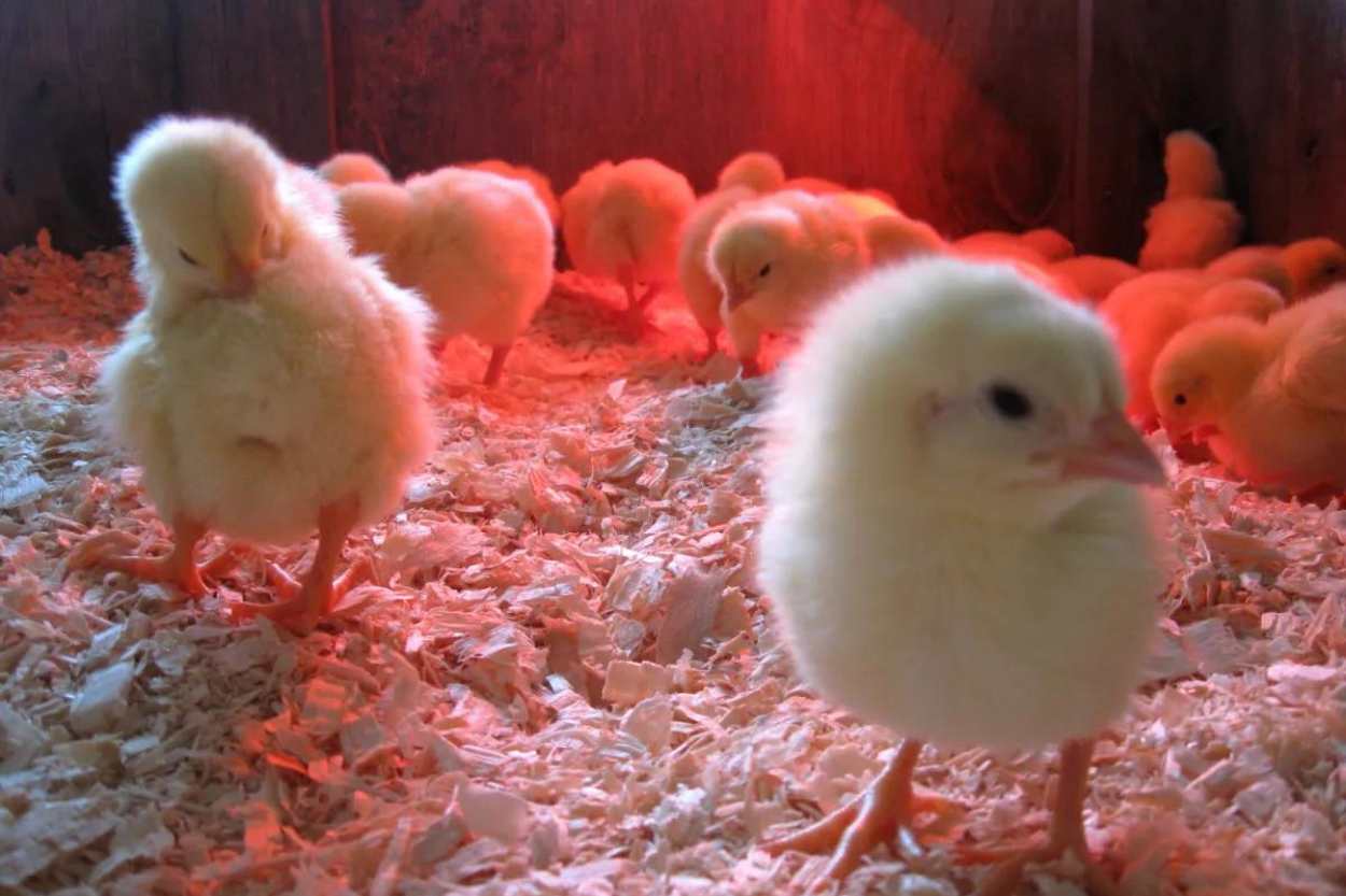 les poussins ont besoin de lumière la nuit